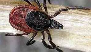 Kako se riješiti i zaštititi od brašna